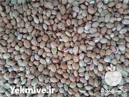 قیمت خرید لوبیا چیتی مخصوص کنسرو در تهران در گروه انواع محصولات کنسروی در یکمیوه -عکس1