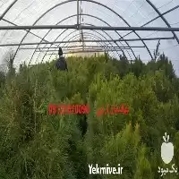 قیمت خرید نهال میوه نهال میوه نهالستان ترابی در البرز در گروه خرید و فروش نهال میوه در یکمیوه