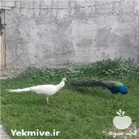 قیمت خرید تخم نطفه دار طاووس در گروه انواع تخم ها در یکمیوه