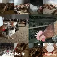 فروش تخم نطفه دار مرغ در گروه مرغ و خروس و بوقلمون و اردک قو قاز در یکمیوه