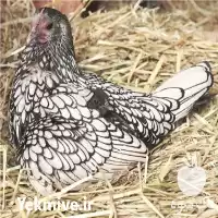 قیمت خرید مرغ و خروس سبرایت در آذربایجان غربی در گروه مرغ و خروس و بوقلمون و اردک قو قاز در یکمیوه