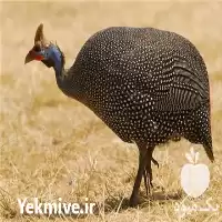 فروش تخم زینتی مرغ شاخدار بشرط نطفه در گروه انواع تخم ها در یکمیوه