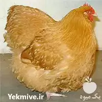 قیمت خرید تخم مرغ زینتی در گروه انواع تخم ها در یکمیوه