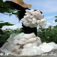 قیمت خرید لینتر پنبه در خراسان رضوی در گروه خرید و فروش گیاهان صنعتی در یکمیوه