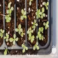 قیمت خرید نهال بادام خوشه ای در گروه خرید و فروش نهال بادام در یکمیوه