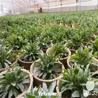 قیمت خرید گل شب بو در گروه خرید و فروش گیاهان زینتی در یکمیوه