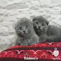 دکتر دامپزشک سیار حتی در ایام تعطیل در تهران در گروه مشاوره دام و طیور در یکمیوه