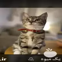 دامپزشک متخصص گربه در گروه مشاوره دام و طیور در یکمیوه