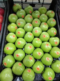 سیب سبز نژاد فرانسه در صوفیان در گروه خرید و فروش سیب در یکمیوه