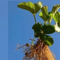 نشا توت فرنگی در مریوان در گروه خرید و فروش نشا در یکمیوه