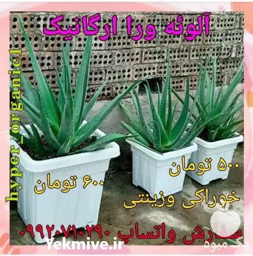 فروش پاجوش آلوئه ورا در تهران در گروه خرید و فروش گیاهان زینتی در یکمیوه -عکس1