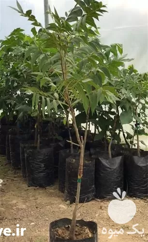 تولید و فروش نهال گردو پکان با امکان ارسال سراسری در گیلان در گروه خرید و فروش نهال گردو در یکمیوه -عکس1