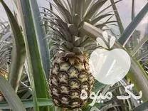 قیمت خرید نهال آناناس در گیلان در گروه خرید و فروش نهال آناناس در یکمیوه -عکس1