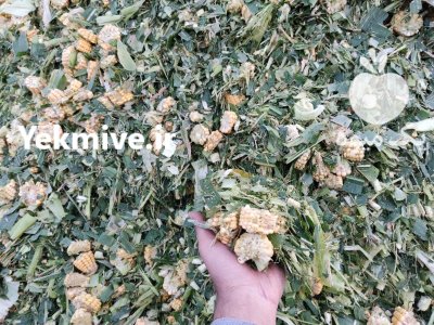 ذرت علوفه در گروه خرید و فروش ذرت در یکمیوه -عکس1