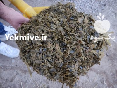 ذرت علوفه در گروه خرید و فروش ذرت در یکمیوه -عکس2