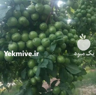 فروش انواع نهال گلدانی و بن دار در کرمانشاه در گروه خرید و فروش نهالستان در یکمیوه -عکس1