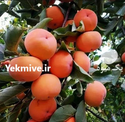 فروش انواع نهال گلدانی و بن دار در کرمانشاه در گروه خرید و فروش نهالستان در یکمیوه -عکس3