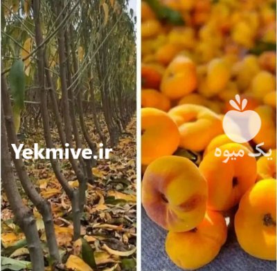 فروش انواع نهال گلدانی و بن دار در کرمانشاه در گروه خرید و فروش نهالستان در یکمیوه -عکس4