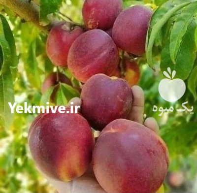 فروش انواع نهال مثمر و غیر مثمر در همدان در گروه خرید و فروش نهال شناسنامه دار در یکمیوه -عکس1