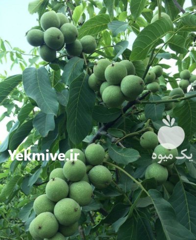 فروش انواع نهال مثمر و غیر مثمر در همدان در گروه خرید و فروش نهال شناسنامه دار در یکمیوه -عکس2