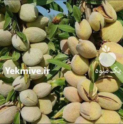 فروش انواع نهال مثمر و غیر مثمر در همدان در گروه خرید و فروش نهال شناسنامه دار در یکمیوه -عکس4