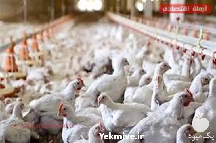 فروش دوره آموزش پرورش مرغ گوشتی در گروه مشاوره در یکمیوه -عکس1