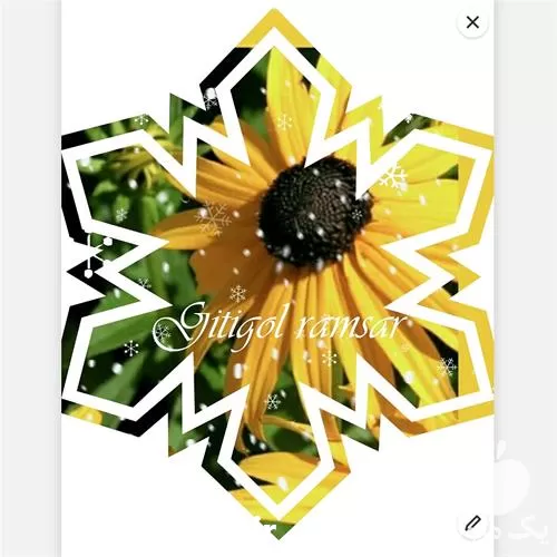 قیمت خرید از گیتی گل رامسر در مازندران در گروه خرید و فروش گیاهان زینتی در یکمیوه -عکس1