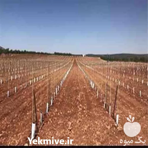 قیمت خرید پیوند زنی نهال پسته در اصفهان در گروه خرید و فروش نهال پسته در یکمیوه -عکس1