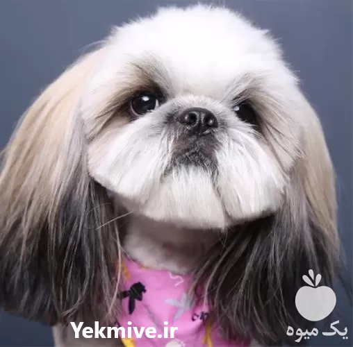 فروش خدمات آرایشگاه حیوانات خانگی پت بیوتی در گروه حیوانات خانگی در یکمیوه -عکس1