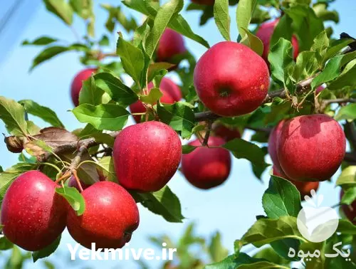 قیمت خرید سراسری نهال میوه گلدانی در آذربایجان شرقی در گروه خرید و فروش نهال میوه در یکمیوه -عکس1