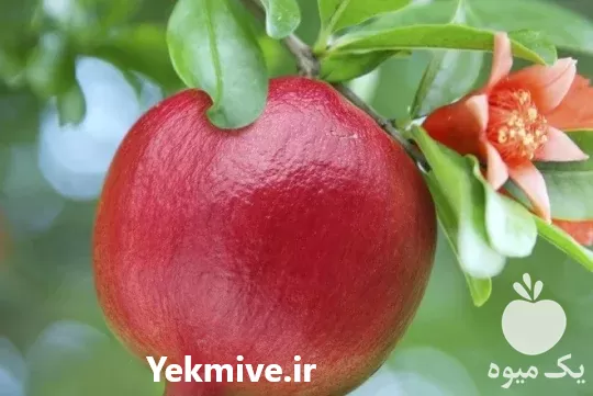 قیمت خرید سراسری نهال میوه گلدانی در آذربایجان شرقی در گروه خرید و فروش نهال میوه در یکمیوه -عکس1