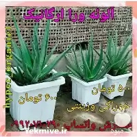 فروش پاجوش آلوئه ورا در تهران در گروه خرید و فروش گیاهان زینتی در یکمیوه