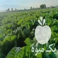 قیمت خرید کاهو‌ رسمی‌ در گروه خرید و فروش کاهو در یکمیوه