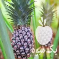 فروش نهال بوته آناناس نژاد کوموسوس comosus در گروه خرید و فروش میوه استوایی در یکمیوه