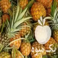 فروش نهال آناناس MD 2 طلایی در گروه خرید و فروش میوه استوایی در یکمیوه