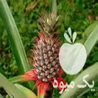 فروش نهال بوته آناناس کوموسوس در مازندران در گروه خرید و فروش میوه استوایی در یکمیوه