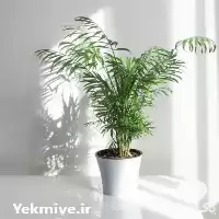 فروش گیاه آپارتمانی شامادورا در تهران در گروه خرید و فروش گیاهان زینتی در یکمیوه