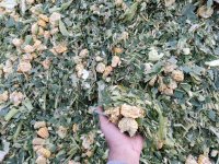 ذرت علوفه در گروه خرید و فروش ذرت در یکمیوه