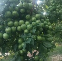 فروش انواع نهال گلدانی و بن دار در کرمانشاه در گروه خرید و فروش نهالستان در یکمیوه