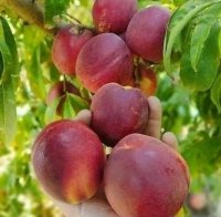 فروش انواع نهال مثمر و غیر مثمر در همدان در گروه خرید و فروش نهال شناسنامه دار در یکمیوه