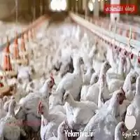 فروش دوره آموزش پرورش مرغ گوشتی در گروه مشاوره در یکمیوه