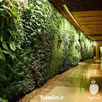 قیمت خرید دیوار سبز طبیعی در گروه سمپاشی و باغبانی در یکمیوه