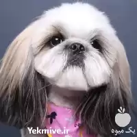 فروش خدمات آرایشگاه حیوانات خانگی پت بیوتی در گروه حیوانات خانگی در یکمیوه