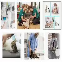 فروش خدمات دامپزشکی در منزل در البرز در گروه خدمات دام و طیور در یکمیوه