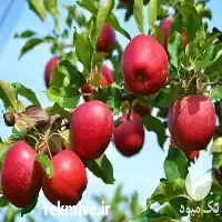 قیمت خرید سراسری نهال میوه گلدانی در آذربایجان شرقی در گروه خرید و فروش نهال میوه در یکمیوه