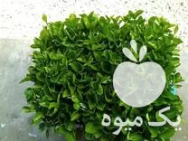 قیمت خرید بذر نارنج تقریبا دو ماهه در گروه خرید و فروش بذر نارنج در یکمیوه -عکس1