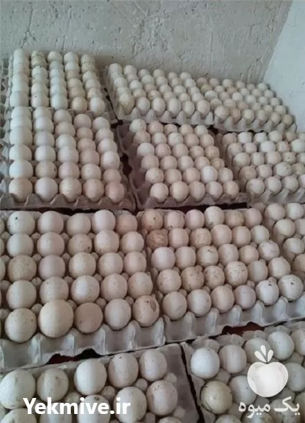 فروش تخم نطفه دار طیور در گروه انواع تخم ها در یکمیوه -عکس1