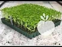 قیمت خرید سینی نشا صیفیجات در گروه خرید و فروش نشا در یکمیوه -عکس1