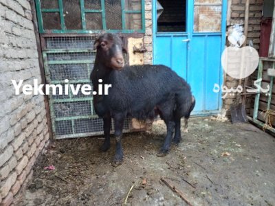 قوچ قرع قیزیل افشار موسیم در تهران در گروه گاو و گوسفند و میش و بز کهره گوساله در یکمیوه -عکس1