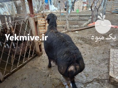 قوچ قرع قیزیل افشار موسیم در تهران در گروه گاو و گوسفند و میش و بز کهره گوساله در یکمیوه -عکس2